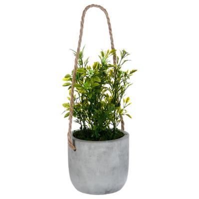 Plant And Cement Pot 25cm Assorted Gift