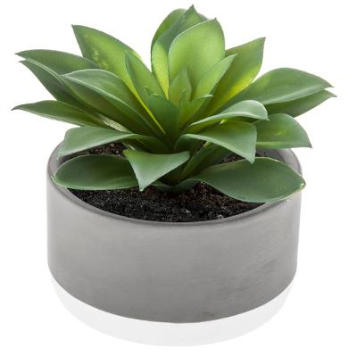 Succulent Plant In Cement Bicolor Pot Assortment Gift