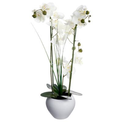 Orchid White 53cm Gift