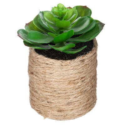 Rope Pot With Plant H16 Assortment Gift