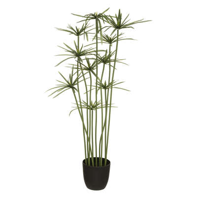 Papyrus Plant H120 Gift