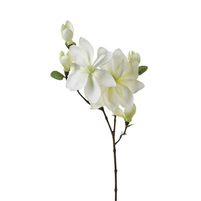 Magnolia Stem H83 Gift