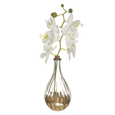 Orchid With Glass Vase H40 Assortment Gift