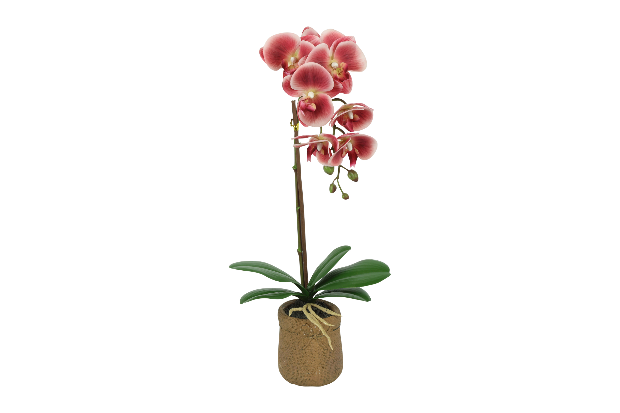 Phalaenopsis Red Gift