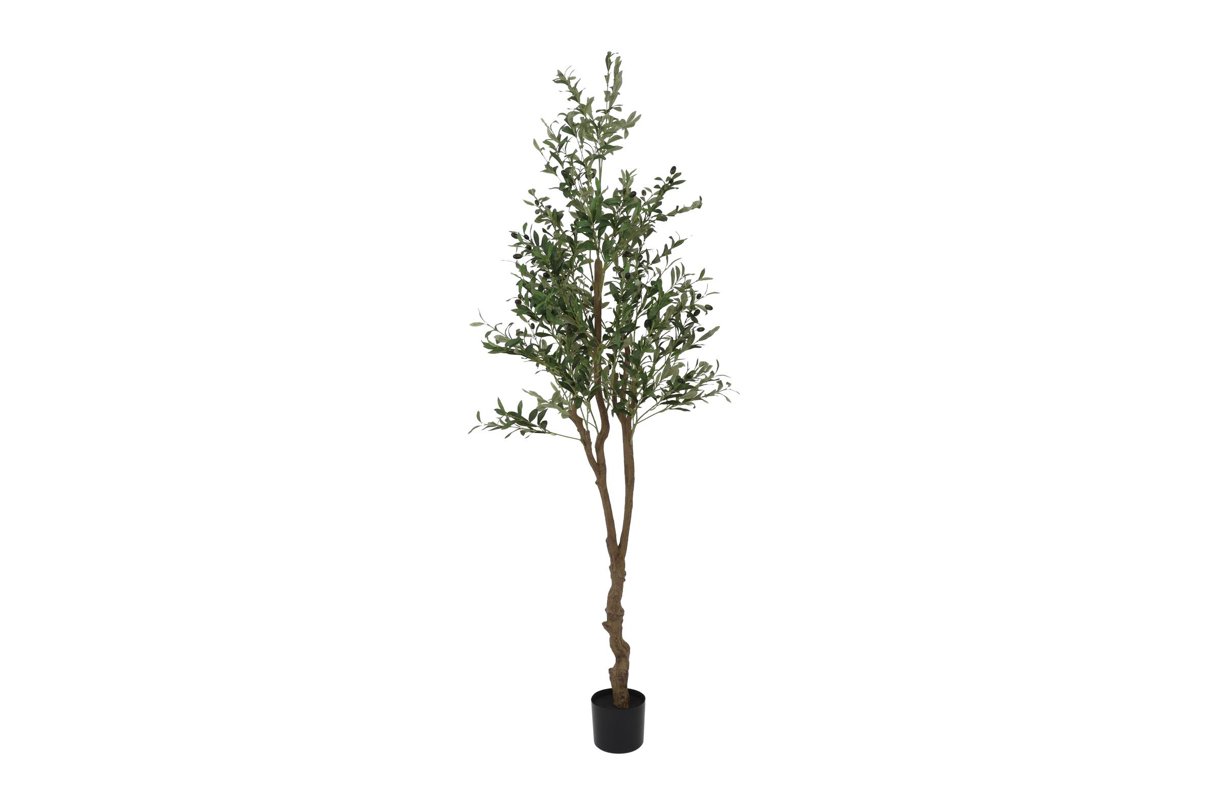 Olea Europaea Green Gift