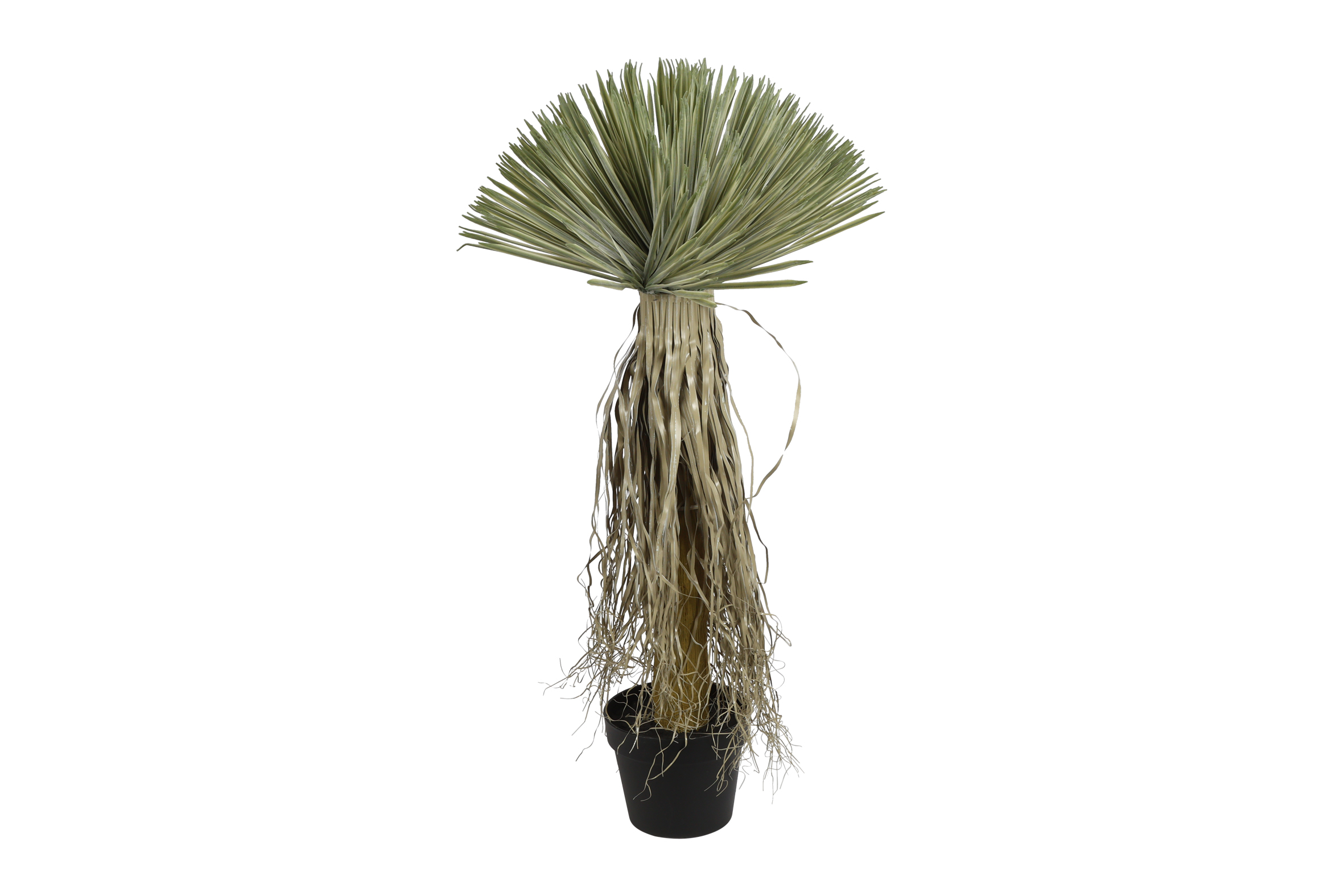 Yucca Rostrata S Green Gift