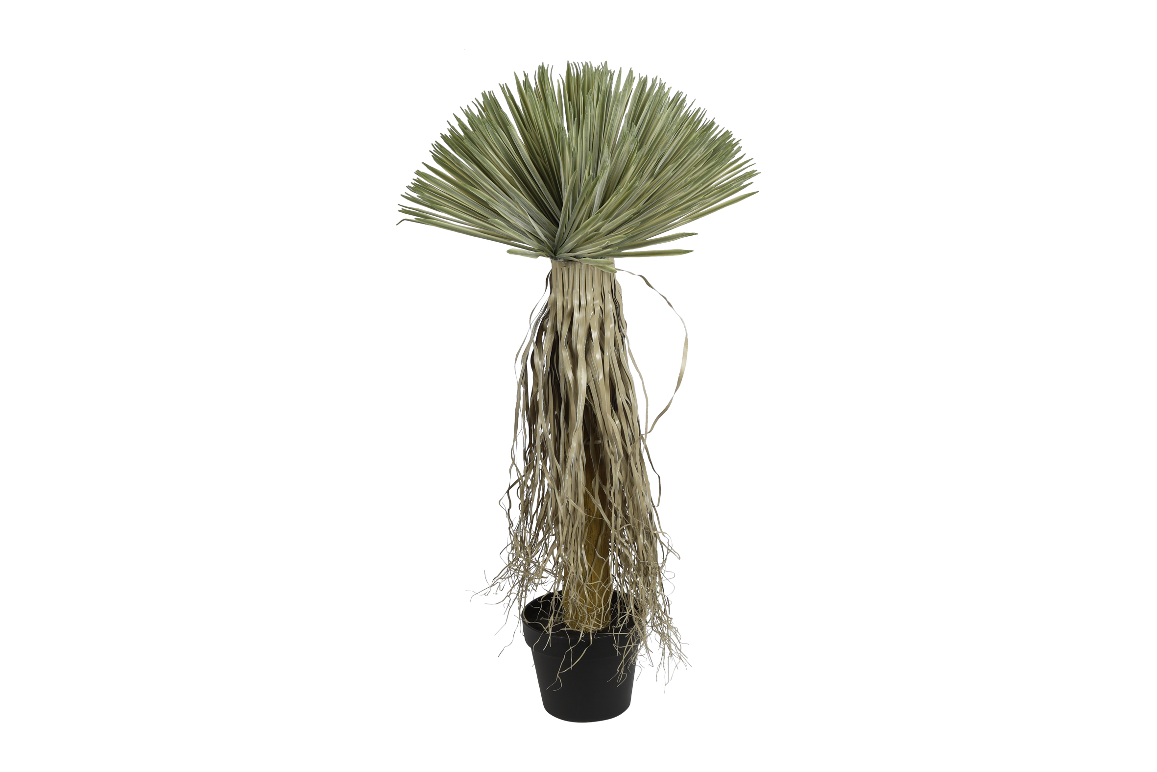 Yucca Rostrata L Green Gift