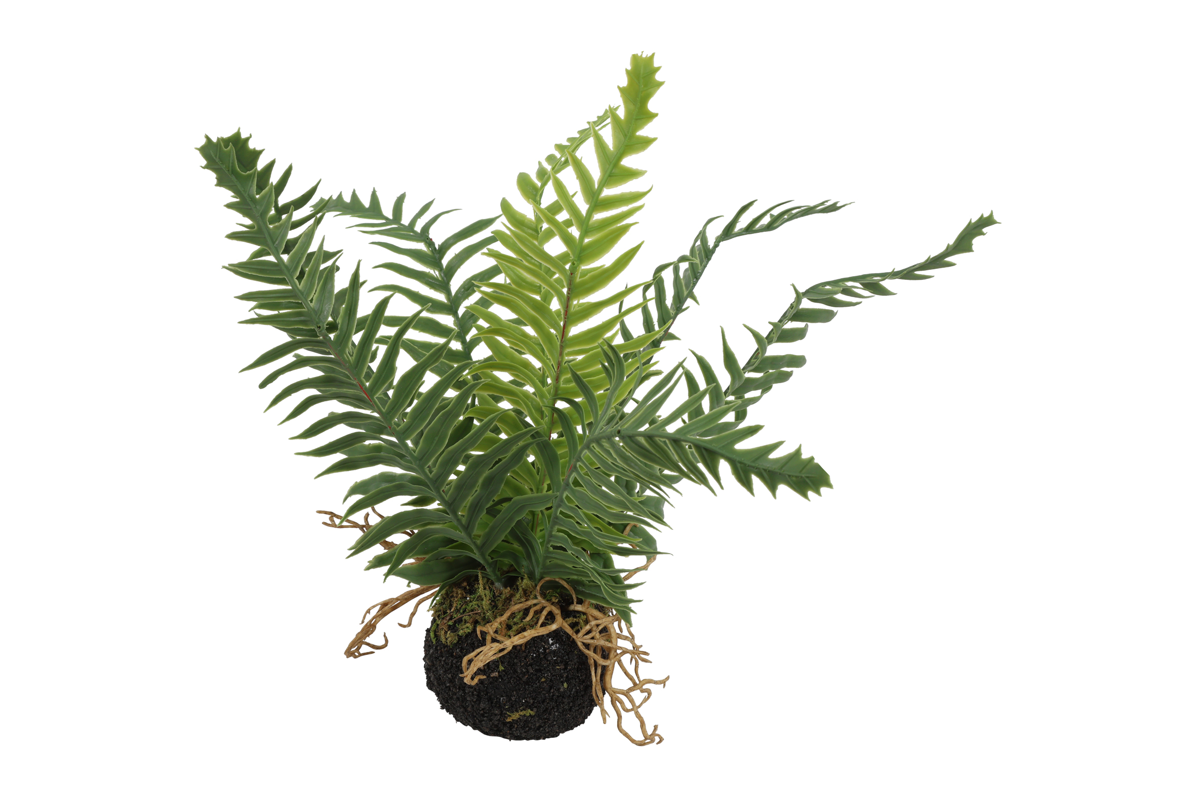 Blechnum S Green Gift