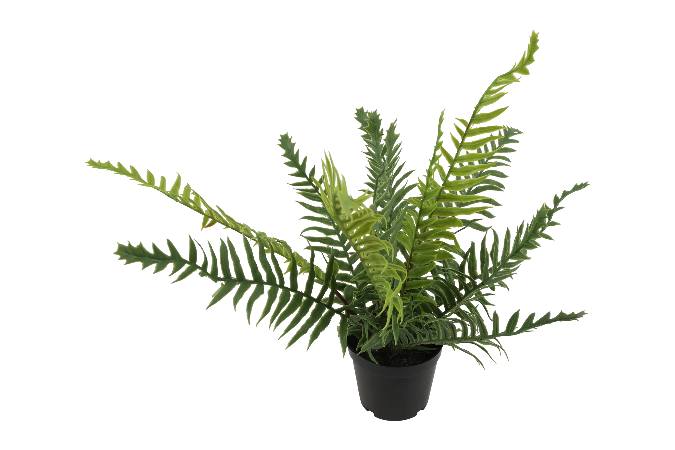 Blechnum M Green Gift