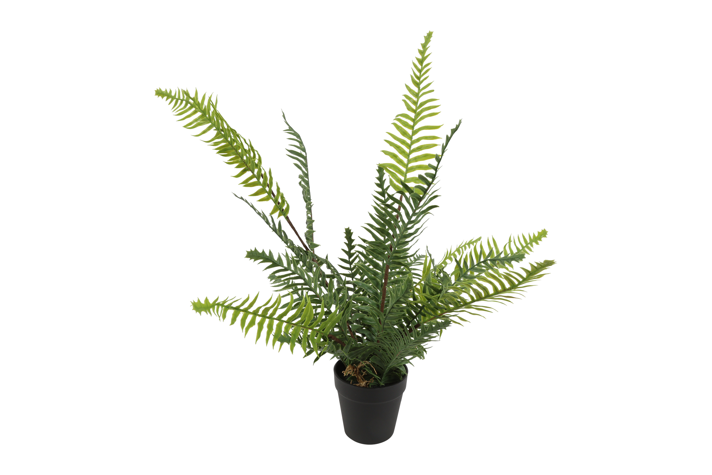 Blechnum L Green Gift