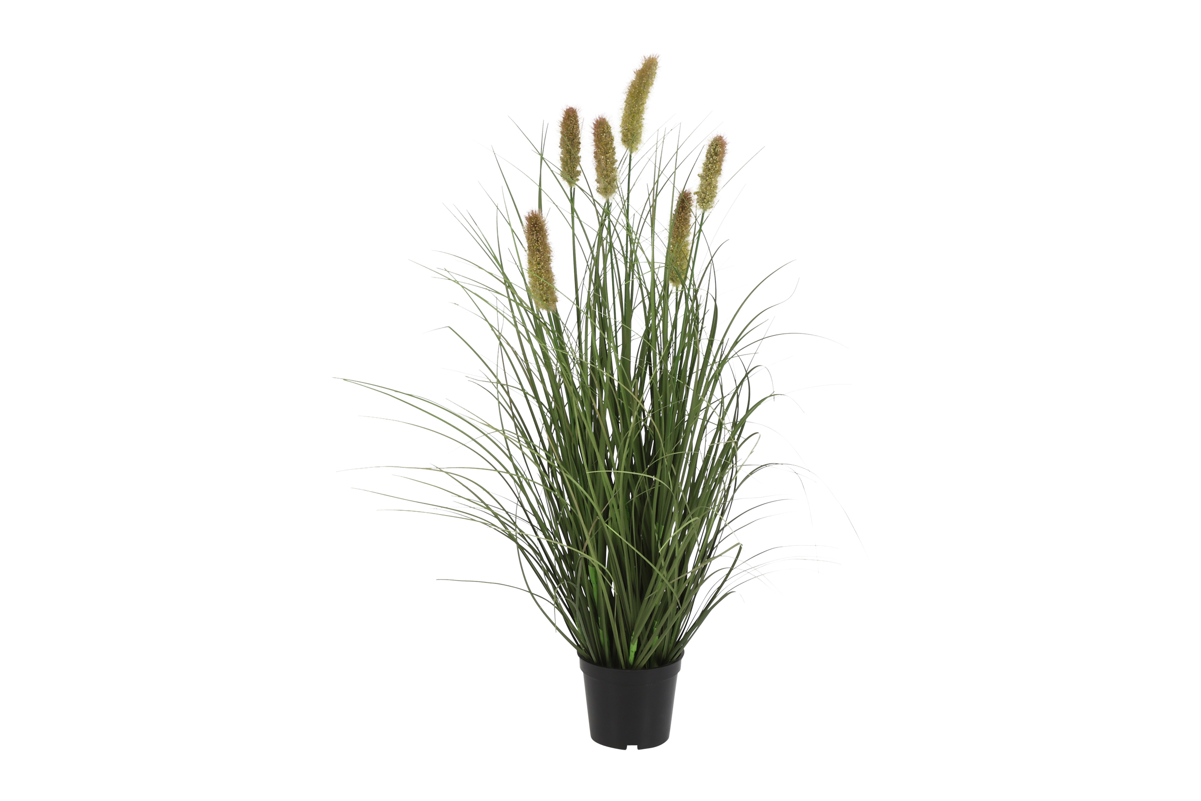 Phalaris6 S Green Gift