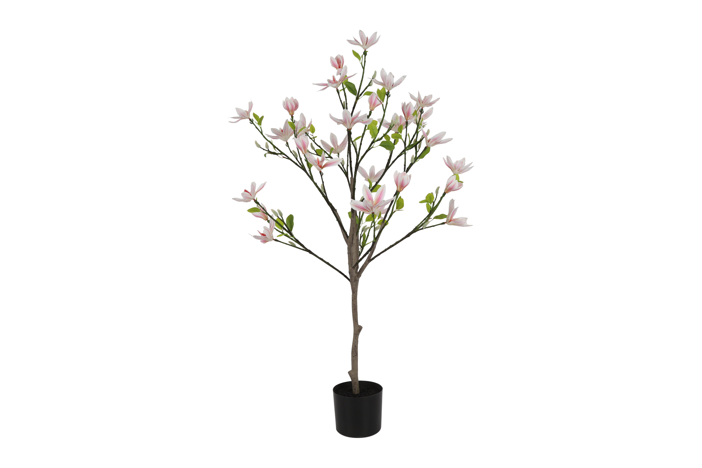 Magnolia Loebneri S Pink/white Gift