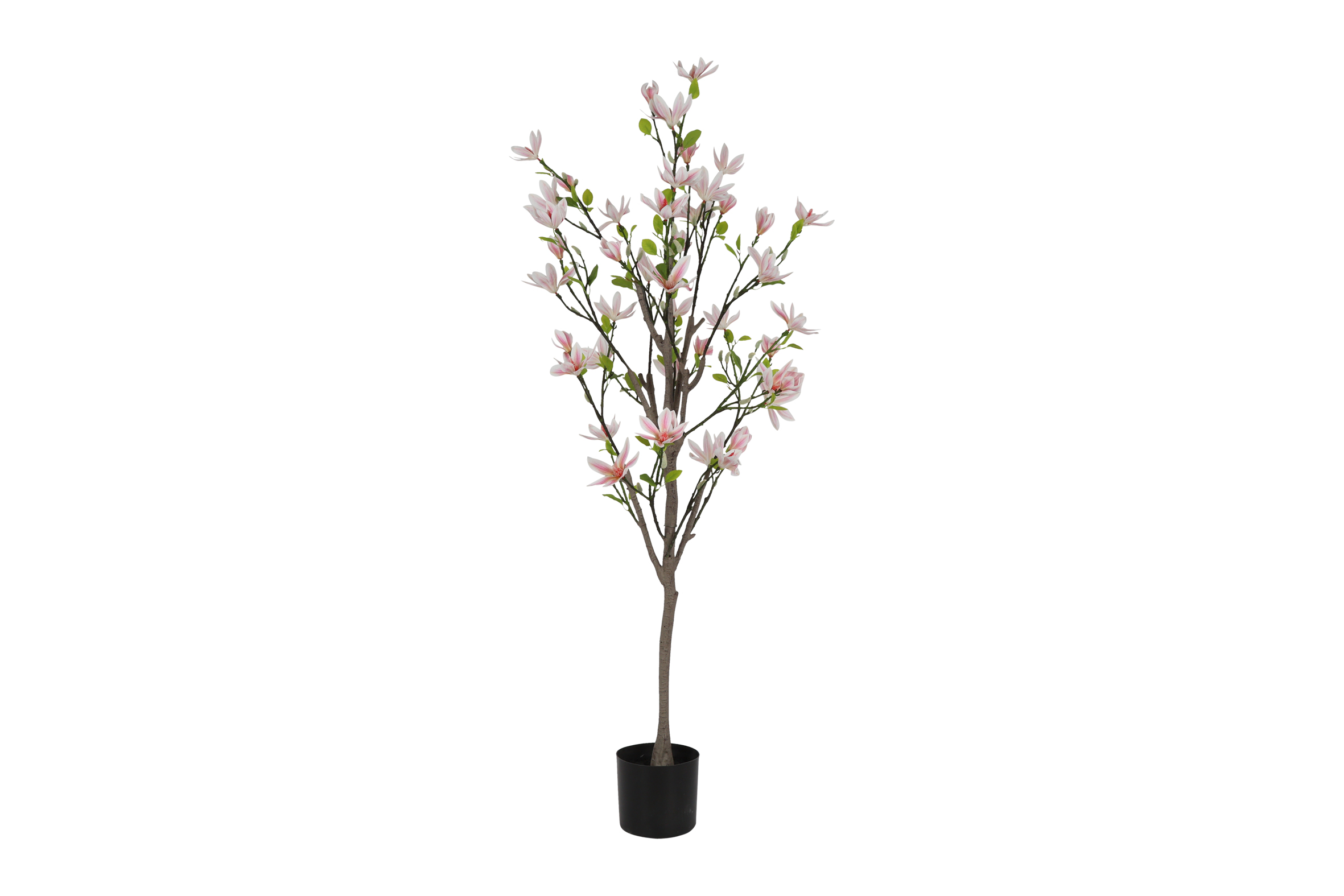 Magnolia Loebneri M Pink/white Gift