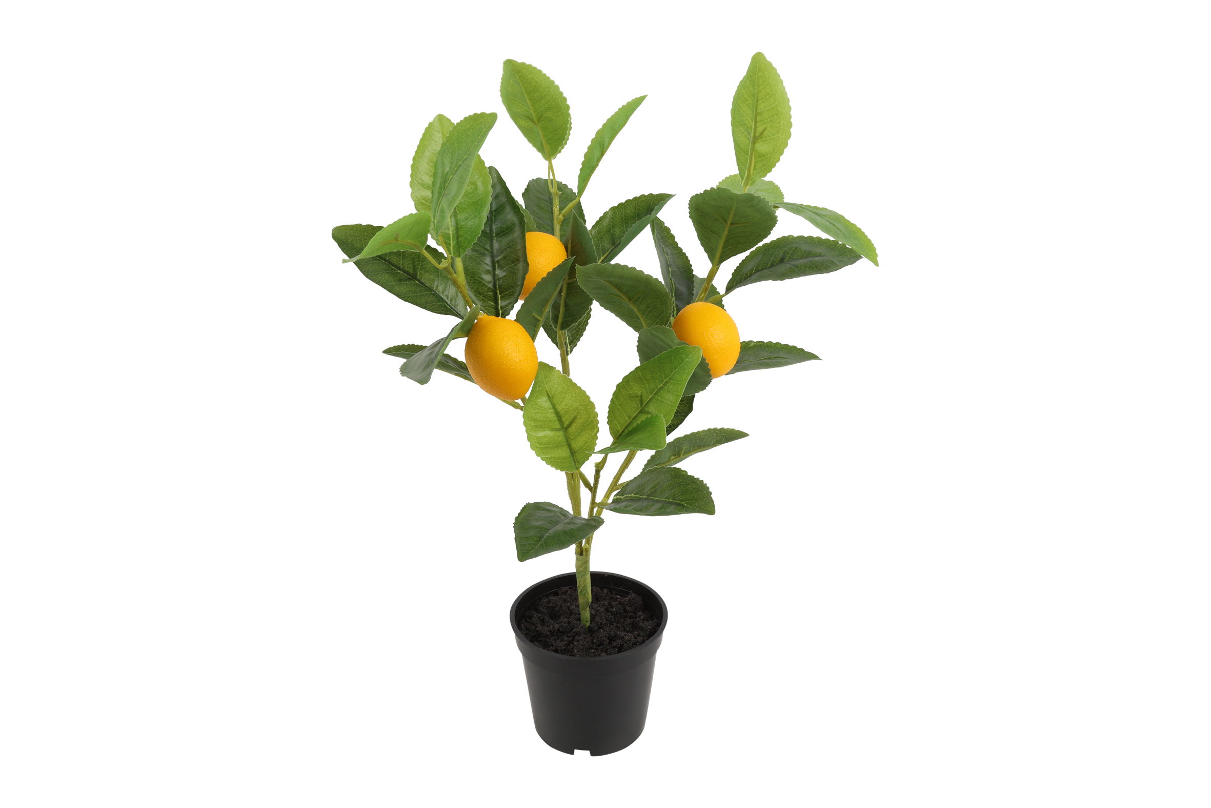 Citrus Lemon M Yellow Gift