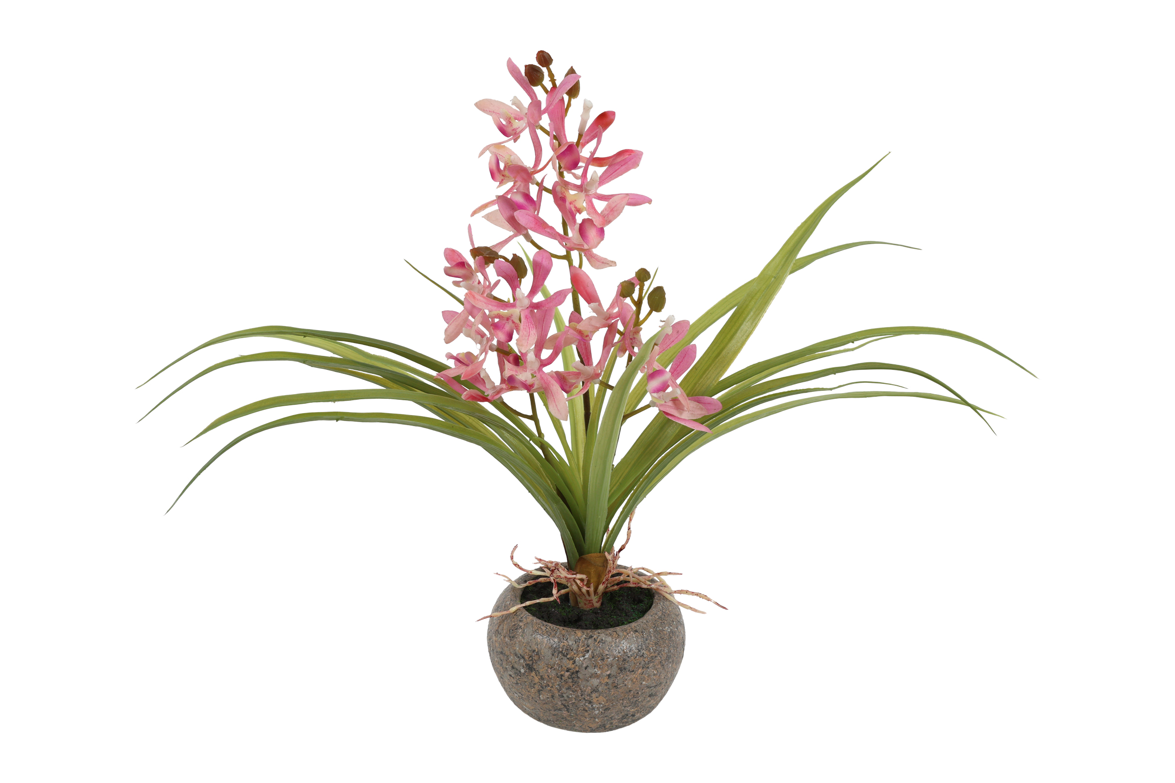 Odontocidium Pink Gift