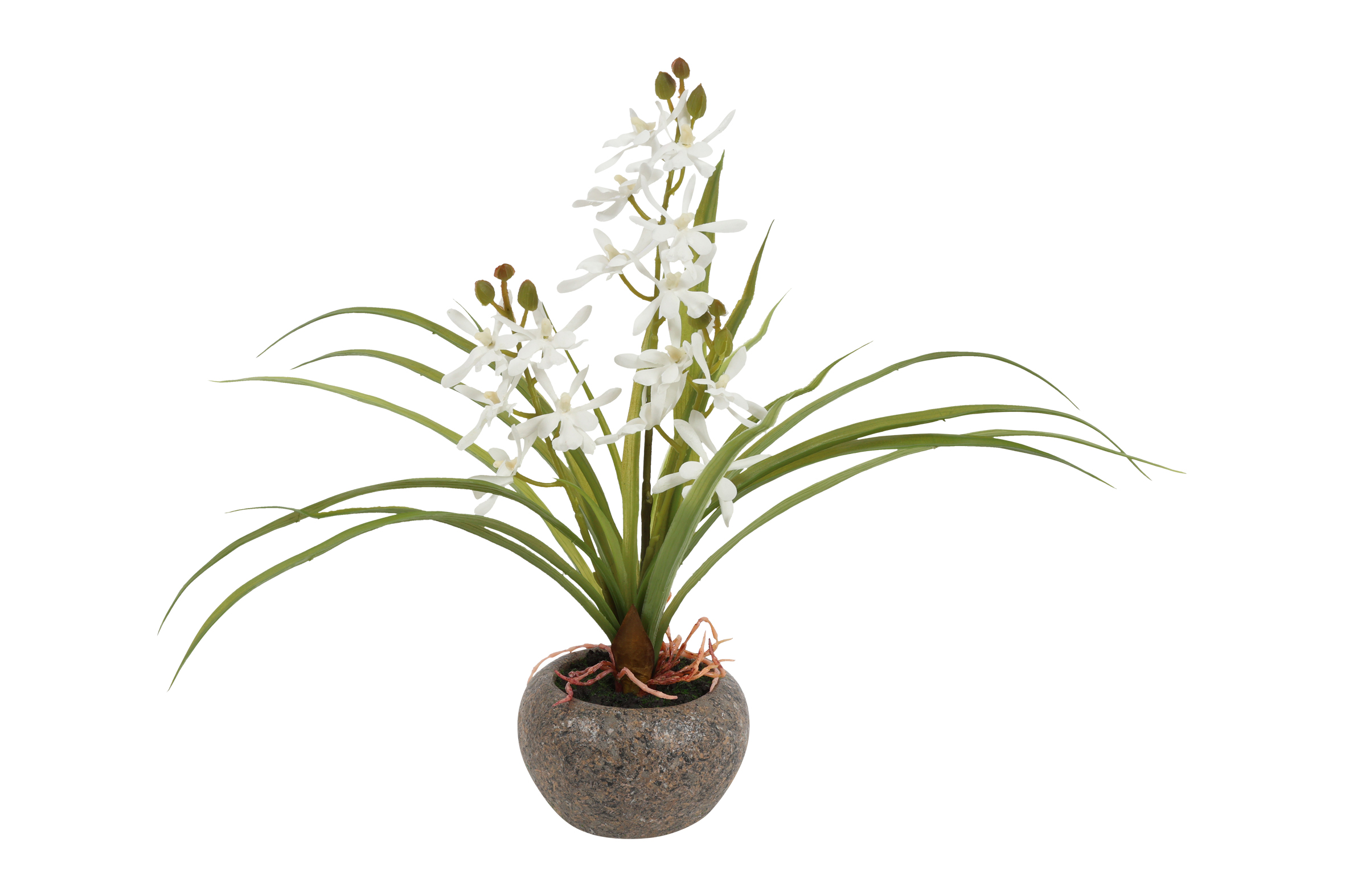 Odontocidium White Gift