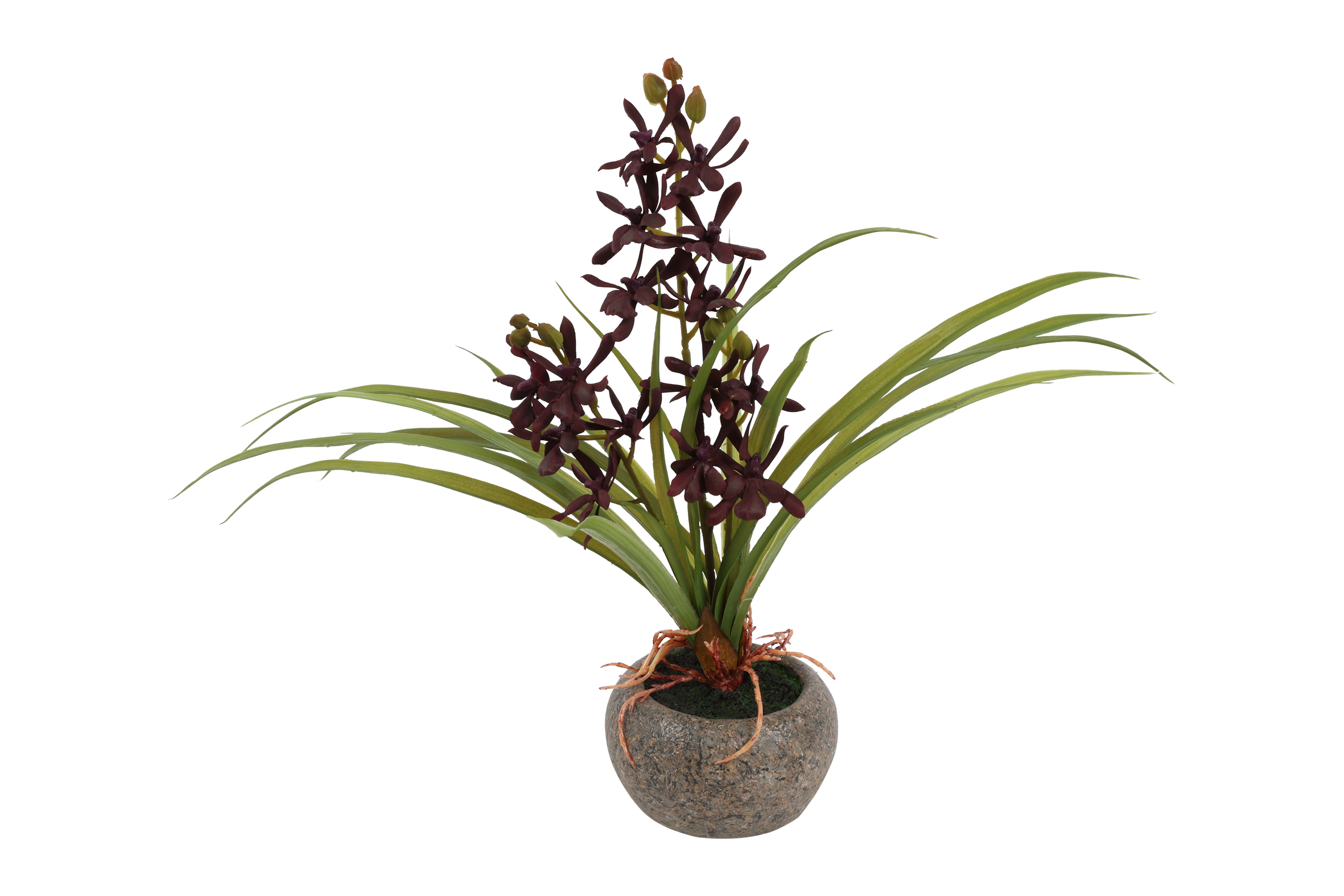 Odontocidium Red Gift