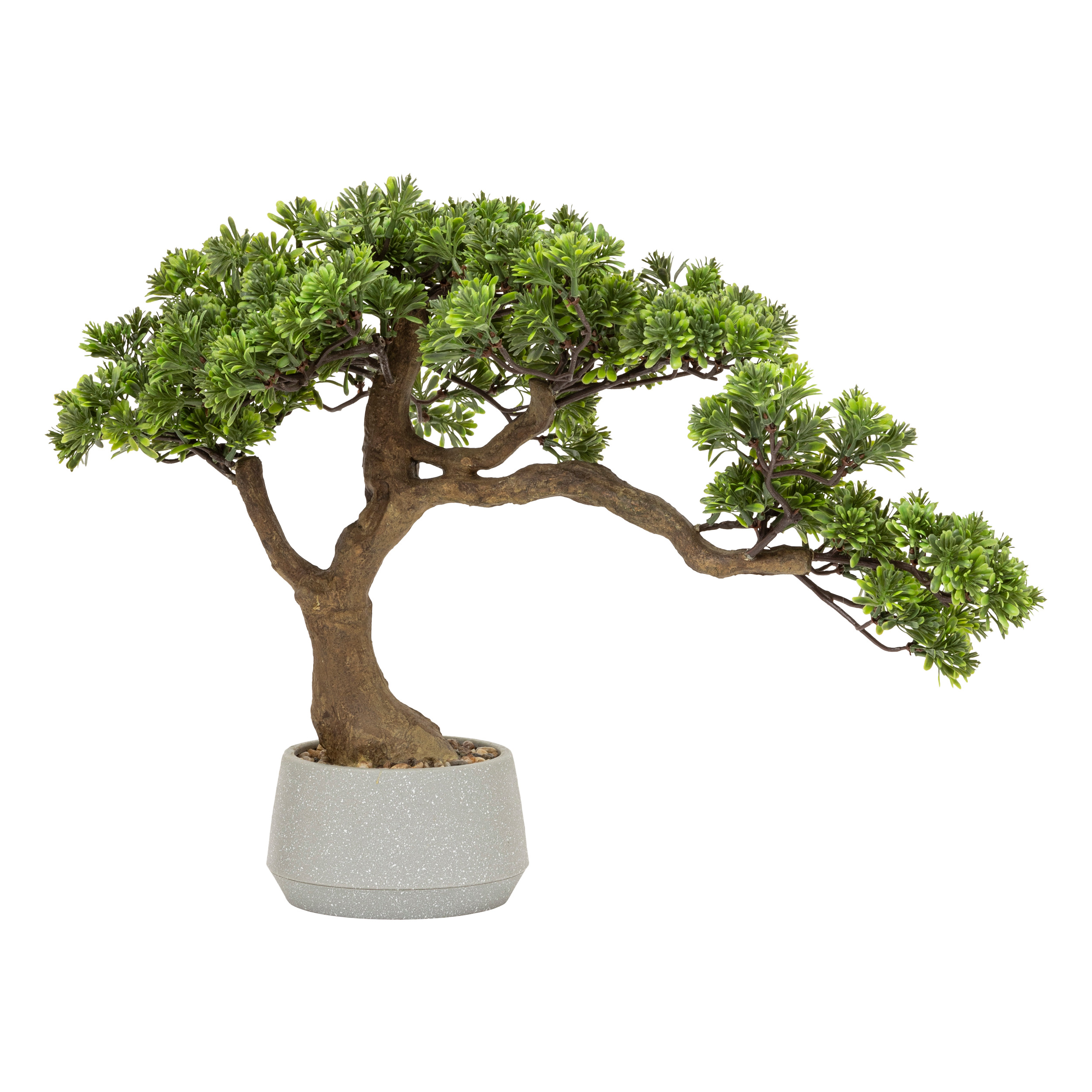 Polin Bonsai Height 45 Cm With Ceramic Pot Gift