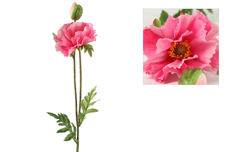 Papaver Vere Pink Gift