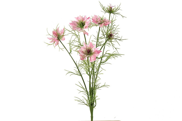 Cosmos Bipinnatus Jalisha Pink Gift