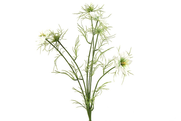 Cosmos Bipinnatus Jalisha Yellow Gift