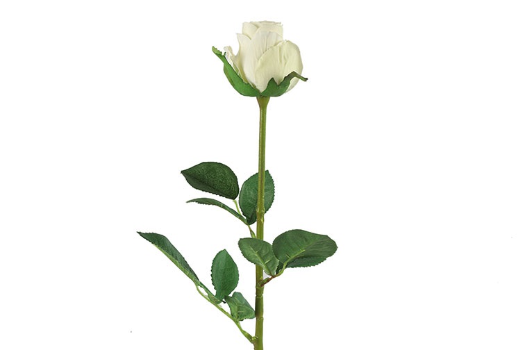 Rosa White Gift