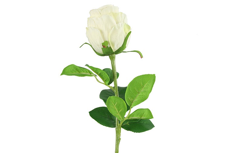 Rosa White Gift