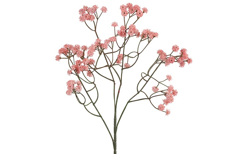 Gypsophila D.pink Gift