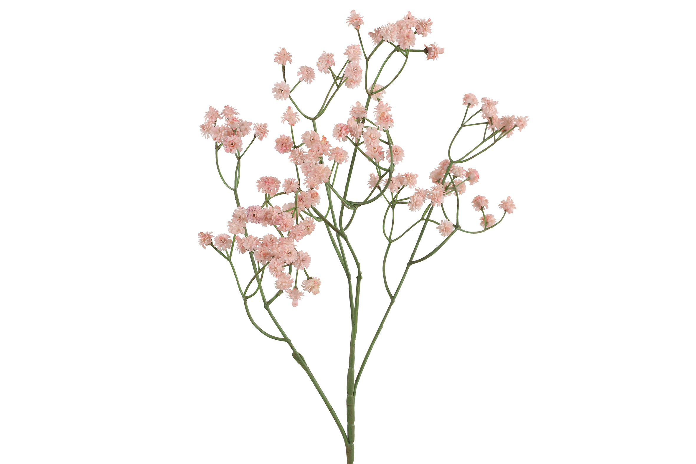 Gypsophila Pink Gift