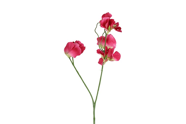 Lathyrus Oradus D.pink Gift