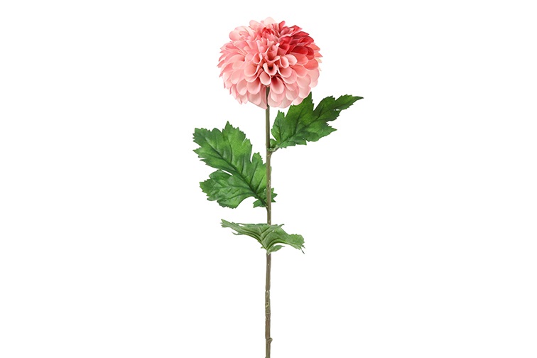 Dahlia Pink Gift