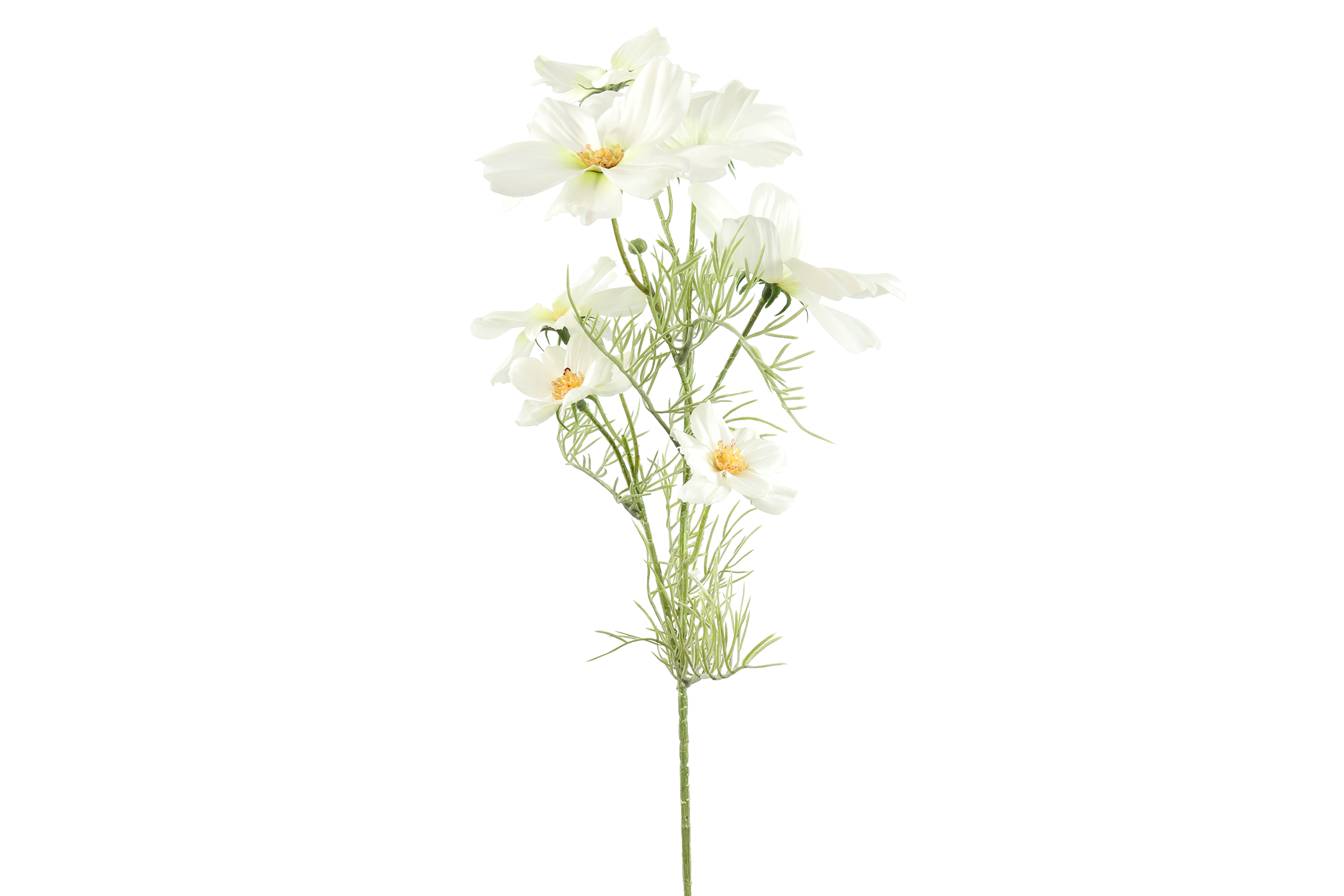 Cosmos White Gift