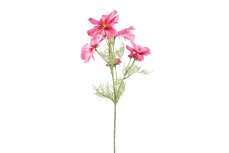 Cosmos Pink Gift