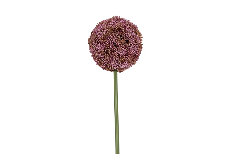 Allium L Purple Gift