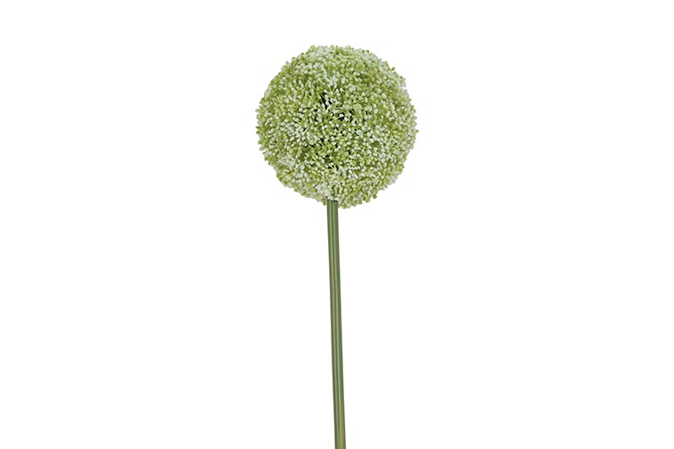 Allium L White Gift