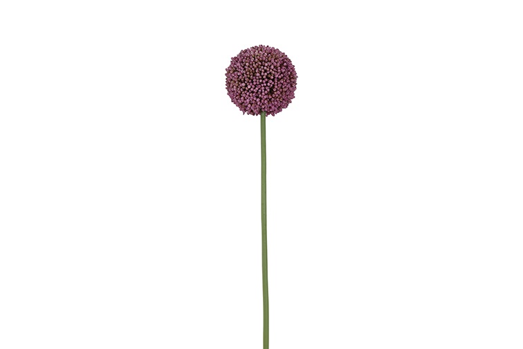 Allium S Purple Gift