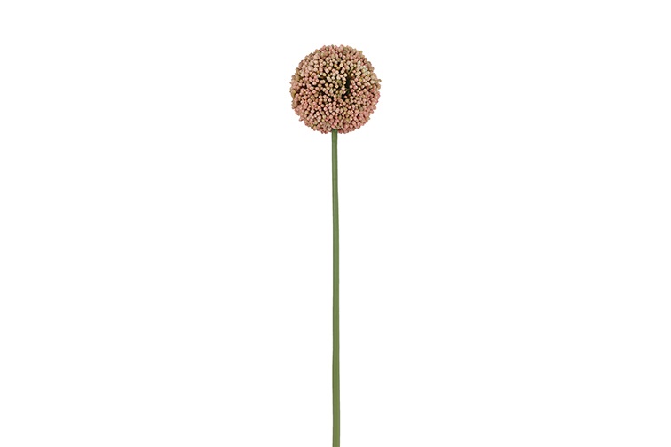 Allium S Pink Gift