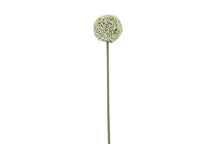 Allium S White Gift