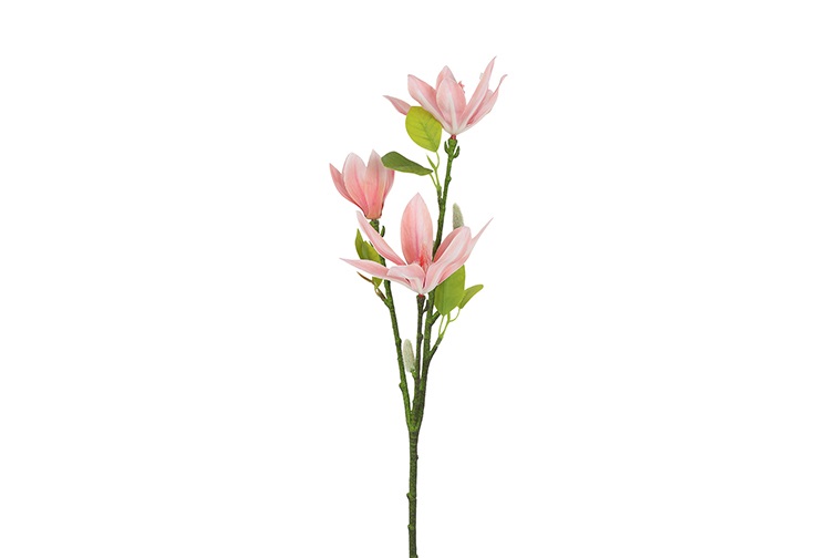 Magnolia Stellata S Pink Gift