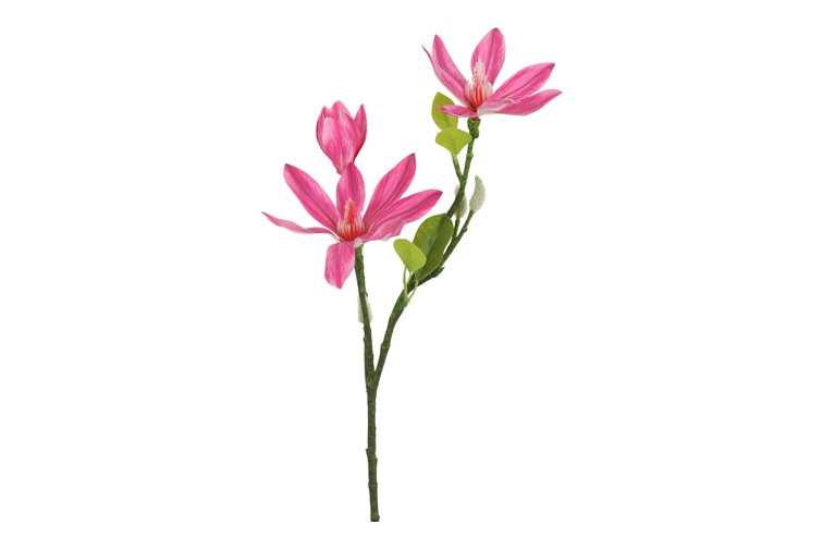 Magnolia Stellata S D.pink Gift