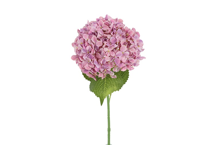 Hydrangea Aletta L Purple Gift