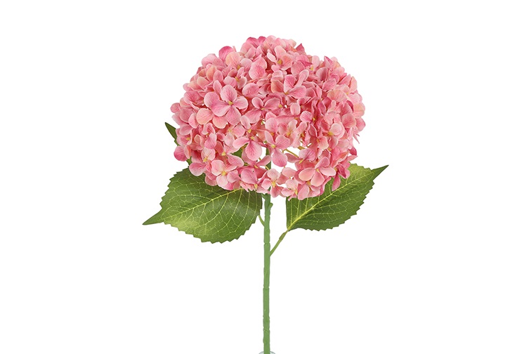 Hydrangea Aletta L D.pink Gift