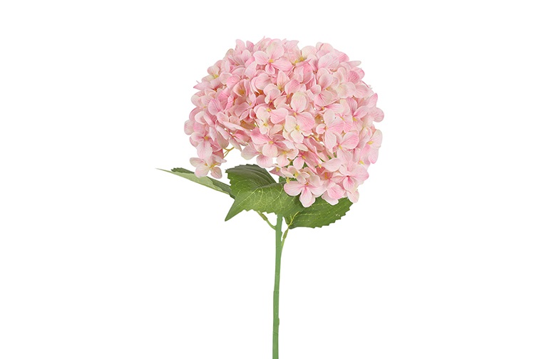 Hydrangea Aletta L Pink Gift