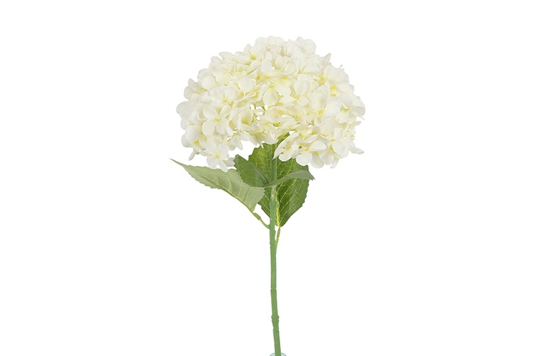 Hydrangea Aletta L White Gift