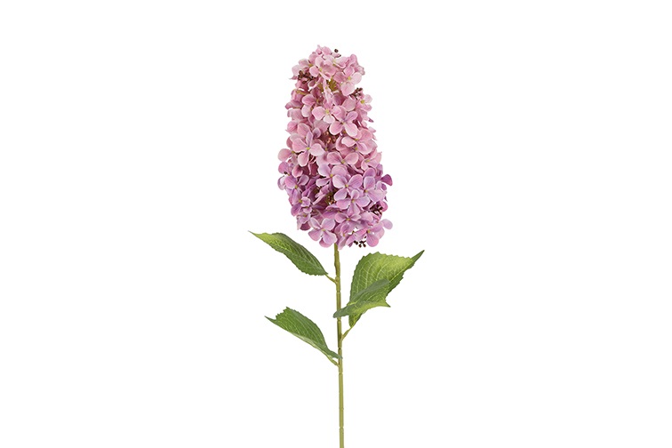 Hydrangea Aletta Paniculata Purple Gift