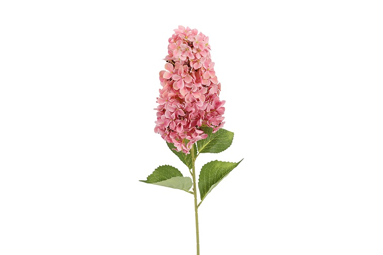 Hydrangea Aletta Paniculata D.pink Gift