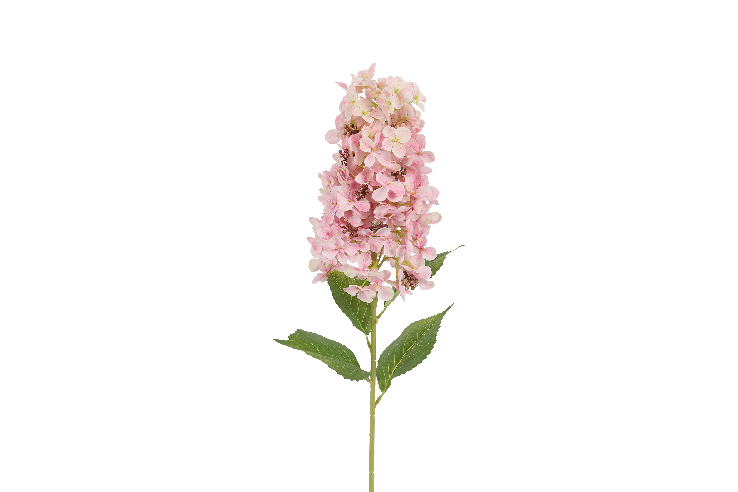 Hydrangea Aletta Paniculata Pink Gift