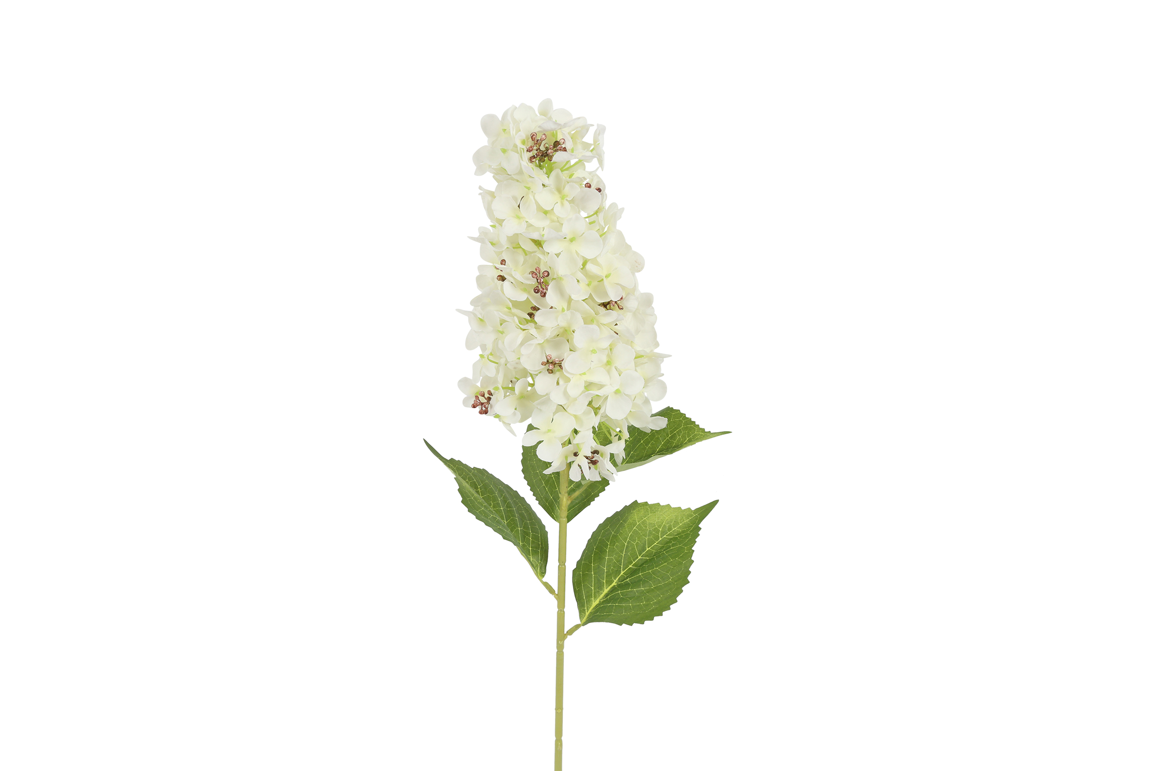 Hydrangea Aletta Paniculata White Gift