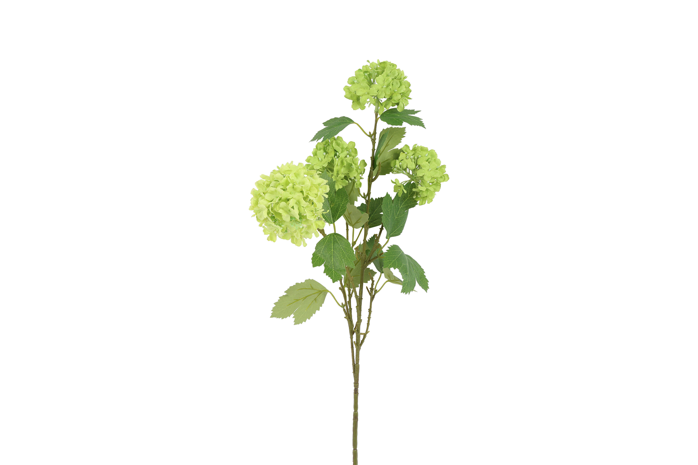 Viburnum Opulus Green Gift