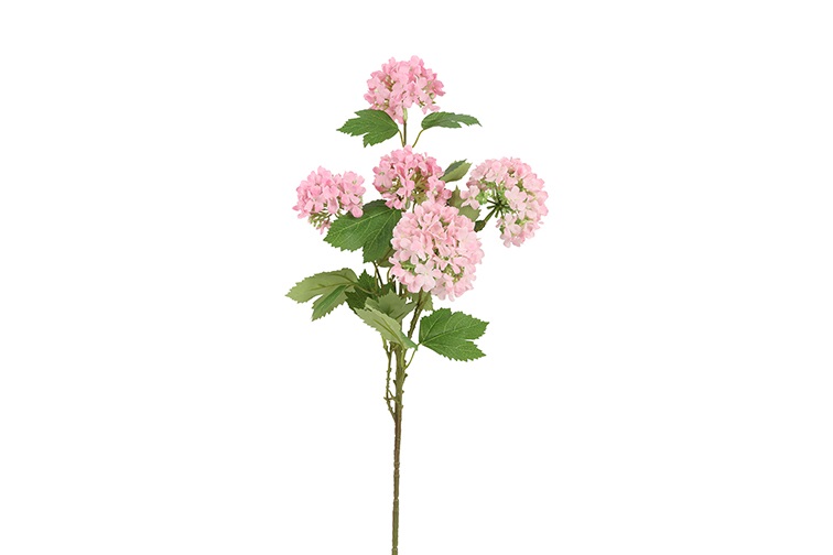 Viburnum Opulus Pink Gift